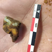 El molar neandertal del Proyecto Cueva del Castillo
