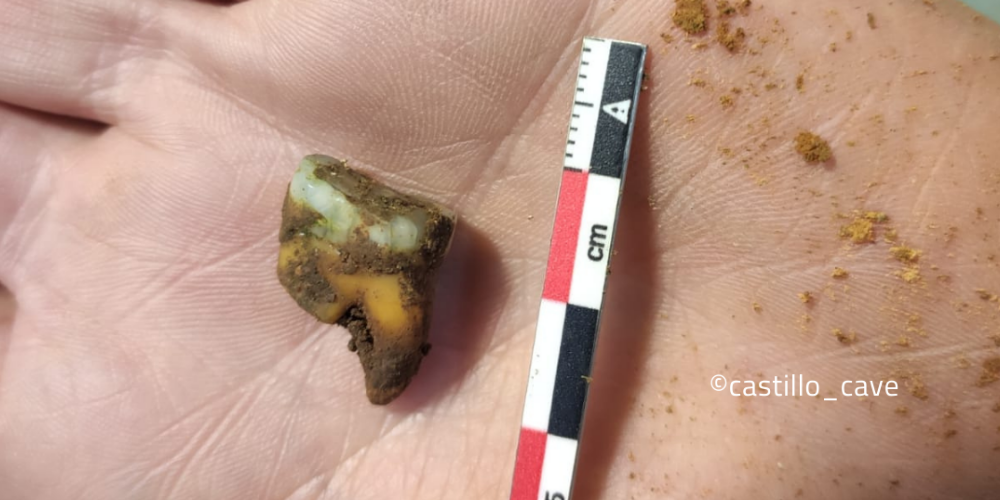 El molar neandertal del Proyecto Cueva del Castillo
